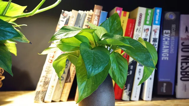 Ibis Shanghai Lianyang photo 5